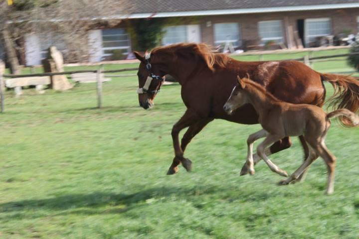 Residential Horse Club Costa Brava Hostel Santa Cristina d'Aro Δωμάτιο φωτογραφία