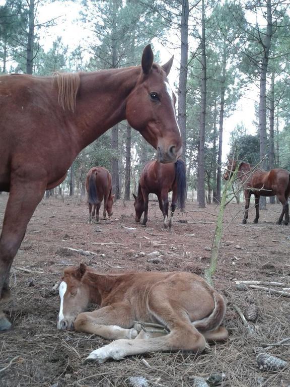 Residential Horse Club Costa Brava Hostel Santa Cristina d'Aro Εξωτερικό φωτογραφία